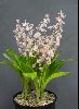 <em>Calanthe aristulifera hybrid</em> 'Kozu Pink'